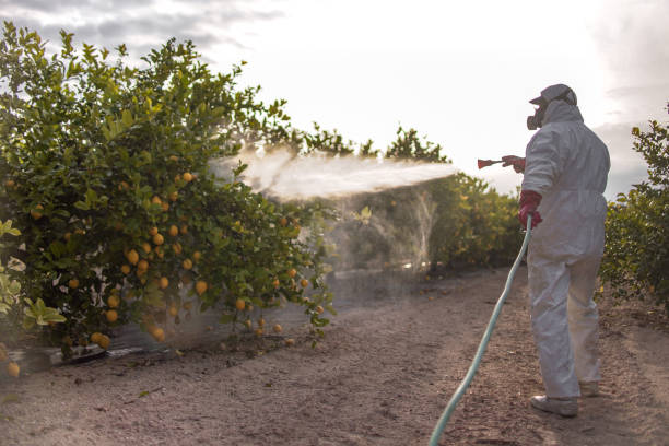 Wasp Removal Services in Macon, MO